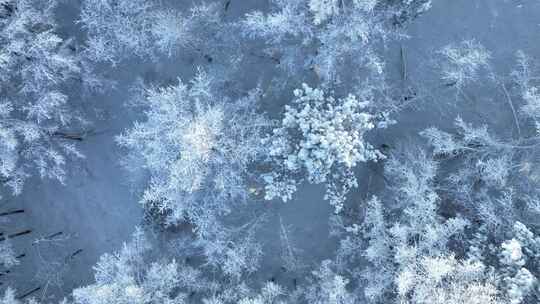 北方冬季雪景雪花飘落雾凇雪松雪林