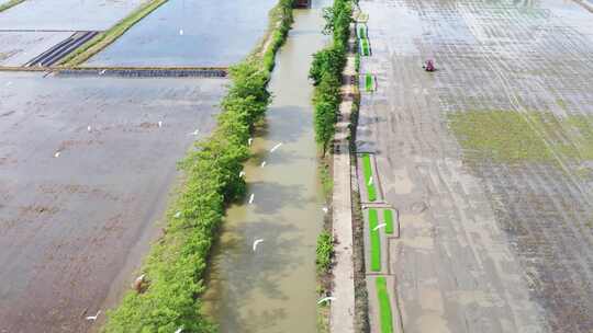 4K120p升格白鹭湿地乡村农田生态保护