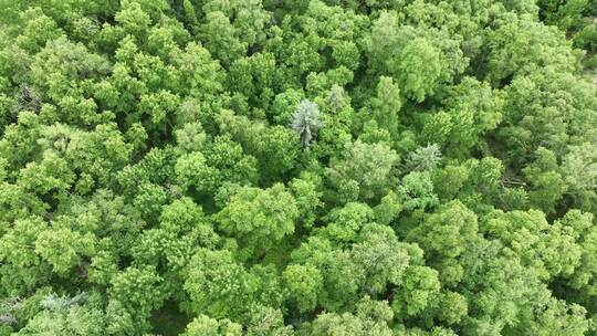 绿色环保原始森林树林自然风光4K航拍