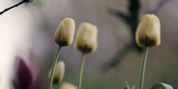 花，郁金香，黄色，开花