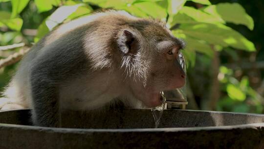 吃垃圾的长尾猕猴用水龙头喝水的特写镜头