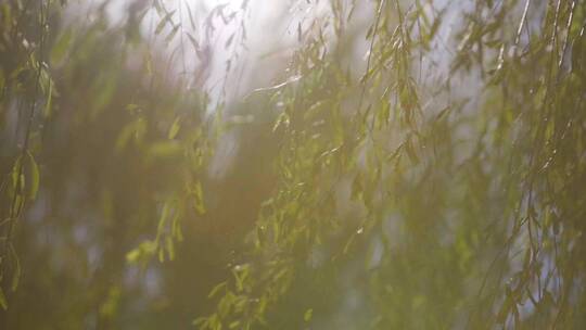 【空镜】高清自然-风吹柳树逆光光影-慢镜头