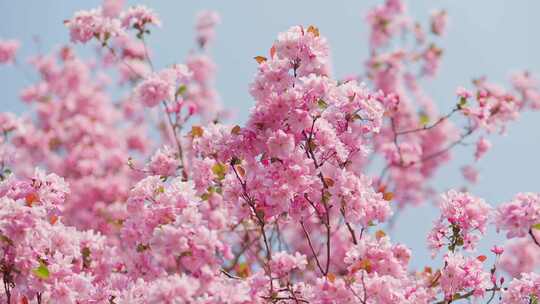 【合集】春暖花开 阳光下盛开的海棠花