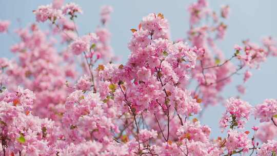 【合集】春暖花开 阳光下盛开的海棠花视频素材模板下载