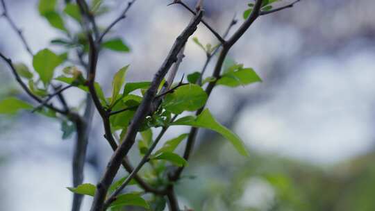 枝条，萌芽，叶子，开花