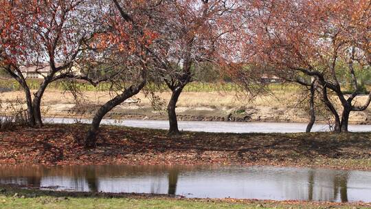 深秋色秋景秋季公园湿地小河江边视频素材模板下载