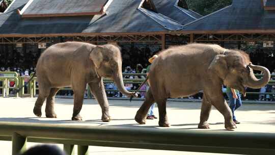 西双版纳野象谷-大象表演视频素材模板下载
