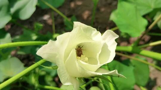 棉花花朵里的蜜蜂