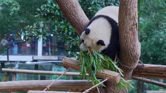 萌宠大熊猫