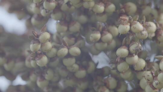 高粱种植高粱穗特写LOG视频素材