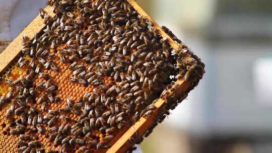 蜜蜂进入蜂巢蜜蜂采蜜忙碌