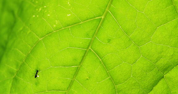 蚂蚁在叶子上爬行的逆光特写镜头