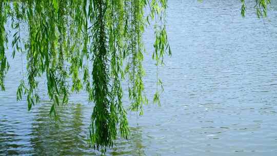 春天公园湖边柳树垂柳微风吹拂