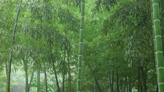 下雨天竹林景观特写，竹节挺拔竹叶繁茂