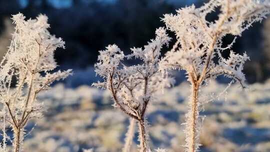 冬天清晨结霜后的草上挂满了冰霜