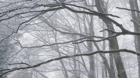 森林霜冻景观