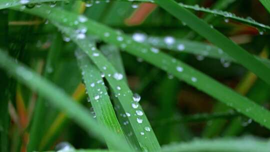 下雨天过后的草丛