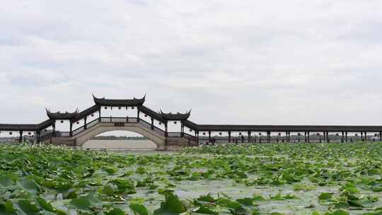 江苏昆山锦溪古镇荷叶随风摇曳空镜