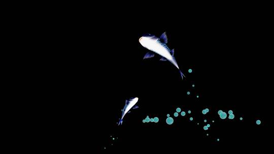 带通道蓝色锦鲤鱼带水泡跳跃素材AE视频素材教程下载