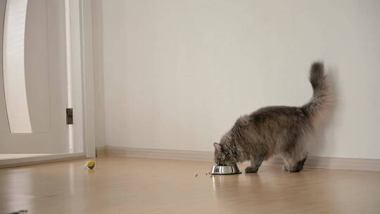 猫咪在吃猫粮视频素材模板下载