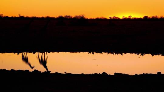 长颈鹿在水坑里饮水