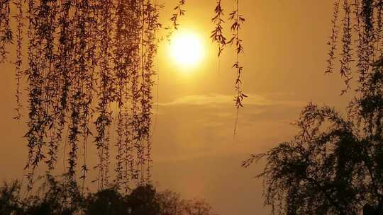 西湖岸边垂柳