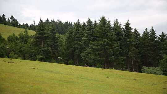 草原山顶森林风景