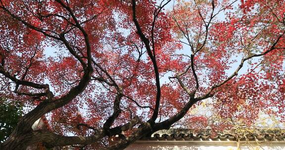 秋天阳光风吹火红枫叶古建筑局部特写