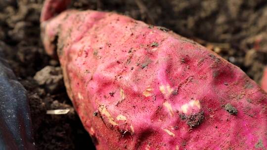 带泥红薯 红薯采摘 新鲜红薯 西瓜红红薯