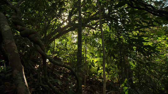 热带森林树木阳光