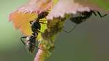 弓背蚁与幼虫的微观世界高清在线视频素材下载