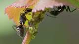 弓背蚁与幼虫的微观世界高清在线视频素材下载