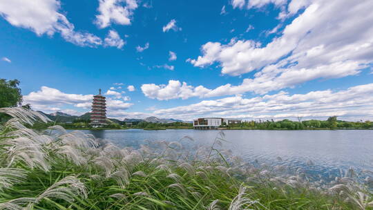 北京雁栖湖雁栖塔荻草秋景延时视频