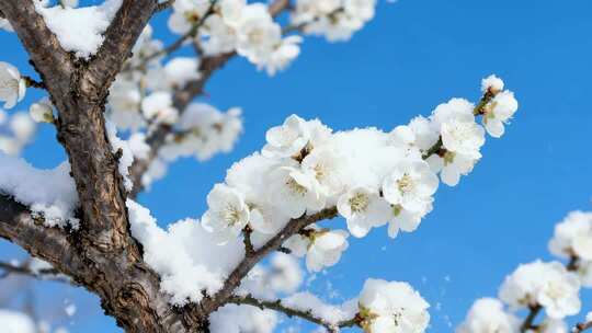 蓝天积雪白梅傲雪绽放唯美风景视频