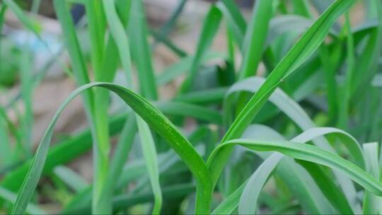 花园里的小蒜苗。靠近点。 (2)