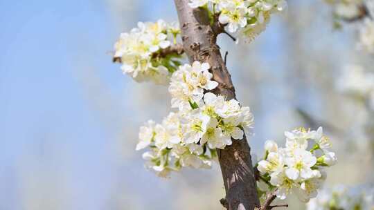 春天阳光下盛开的白色梨花蜜蜂采蜜