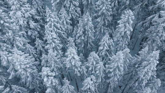 白树覆盖在新鲜的雪冬季仙境背景复制空间