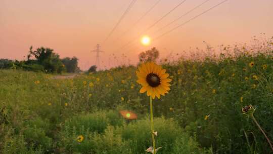 夕阳小黄花唯美场景