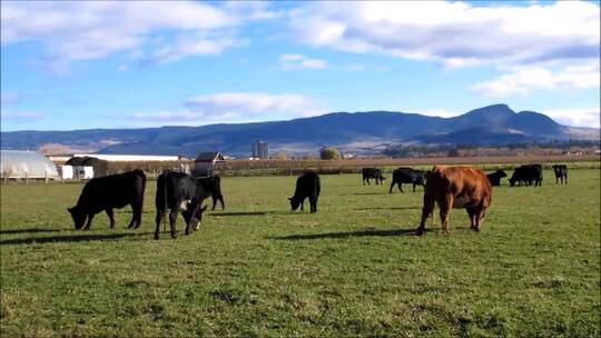 奶牛在农场吃草