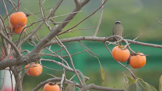 秋天柿子树上的小鸟白头鹎