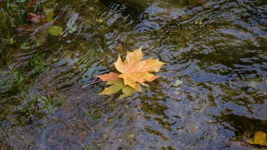 秋天枫叶在溪流里漂流视频素材模板下载