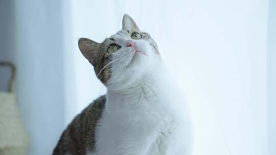 猫咪和书本，窗边的小猫