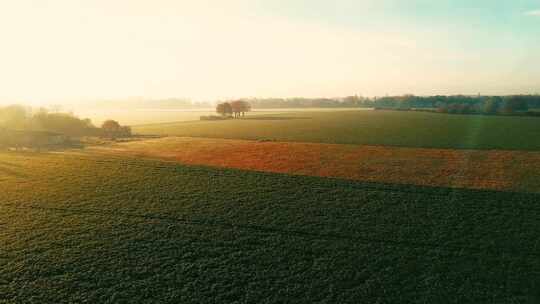 清晨阳光照射在田园间金色成熟的麦子