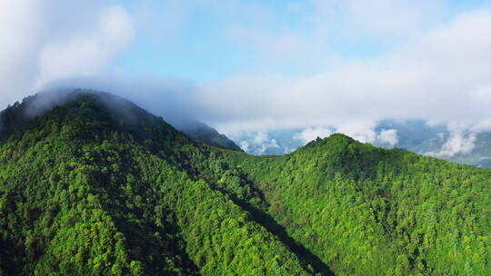 云雾阳光 绿色森林山川