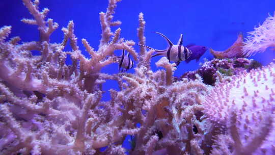 海底世界 珊瑚 鱼 