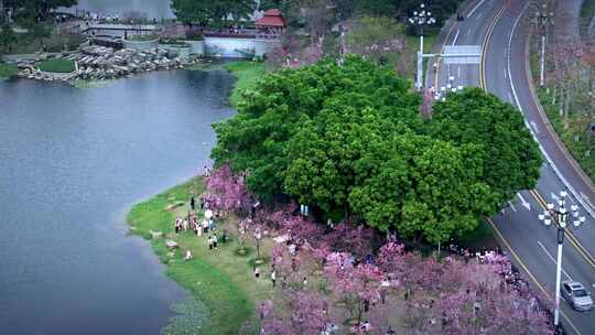 航拍广州萝岗创业公园樱花绽放