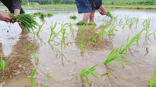 稻田稻谷 水稻育苗