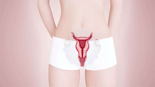子宫健康女性生殖器官视频素材模板下载