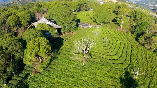 航拍茶山茶园