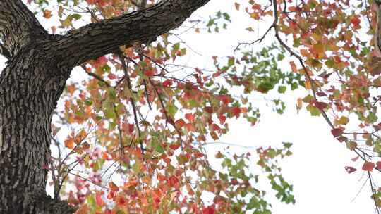 乌桕树-红叶-秋景视频素材模板下载